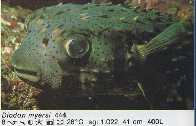Diodon myersi